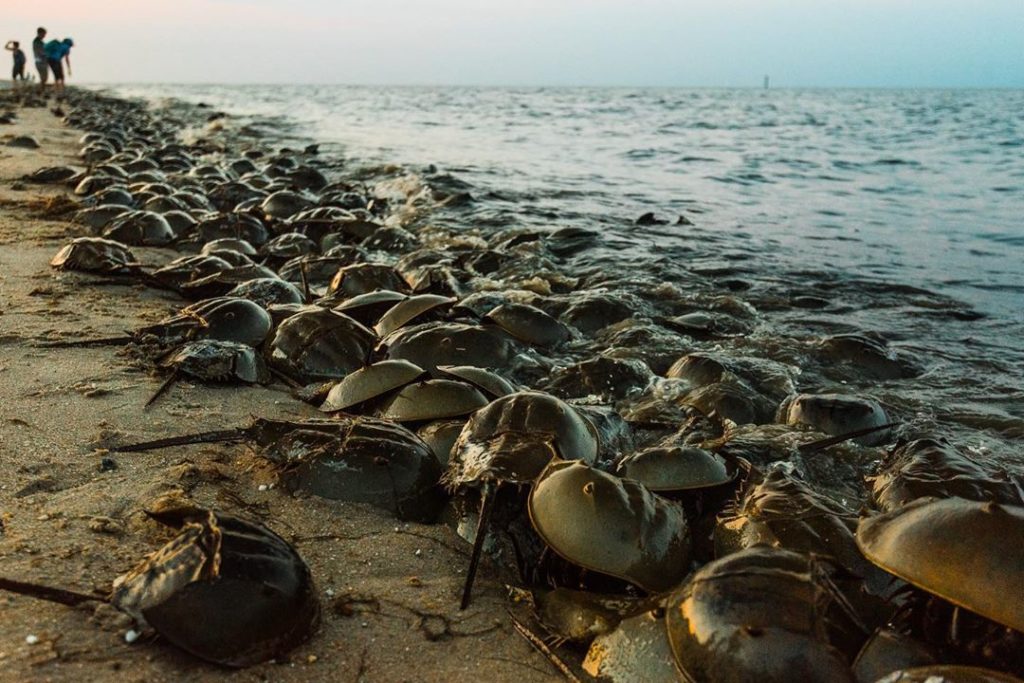 Horseshoe crabs on a beach in Delaware